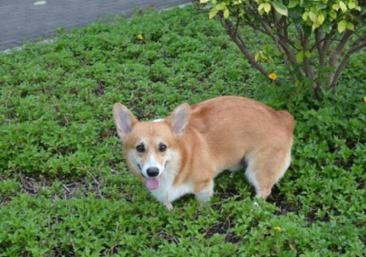 为什么狗的尿是绿色的(为什么尿会变成绿色) - 警犬训练器材厂家 _警犬训练用品_工作犬训练用品-南京开久警犬装备-警犬训练器材厂家 _警犬训练用品_工作犬训练用品-南京开久警犬装备