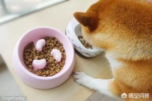 宠物犬 *** (宠物犬 *** )-警犬训练器材厂家 _警犬训练用品_工作犬训练用品-南京开久警犬装备