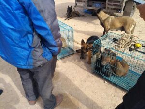 正宗德国黑背牧羊犬(德国黑背犬和牧羊犬)-警犬训练器材厂家 _警犬训练用品_工作犬训练用品-南京开久警犬装备