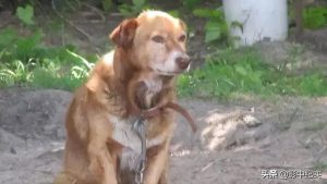 狗狗锁结是怎么样的？狗狗奶结是怎么样的-警犬训练器材厂家 _警犬训练用品_工作犬训练用品-南京开久警犬装备