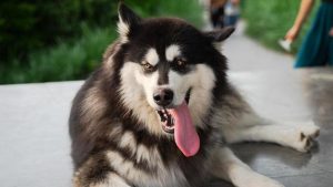 阿拉斯加犬性格特点(阿拉斯加犬的样子和性格特点)-警犬训练器材厂家 _警犬训练用品_工作犬训练用品-南京开久警犬装备