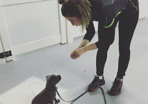 训狗技巧(训狗技巧教学 *** 免费)-警犬训练器材厂家 _警犬训练用品_工作犬训练用品-南京开久警犬装备