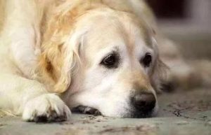 狗发烧的表现(发烧三个阶段的表现)-警犬训练器材厂家 _警犬训练用品_工作犬训练用品-南京开久警犬装备