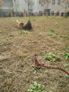 神犬小七里的狗是什么名字(神犬小七里面的狗是什么品种)-警犬训练器材厂家 _警犬训练用品_工作犬训练用品-南京开久警犬装备