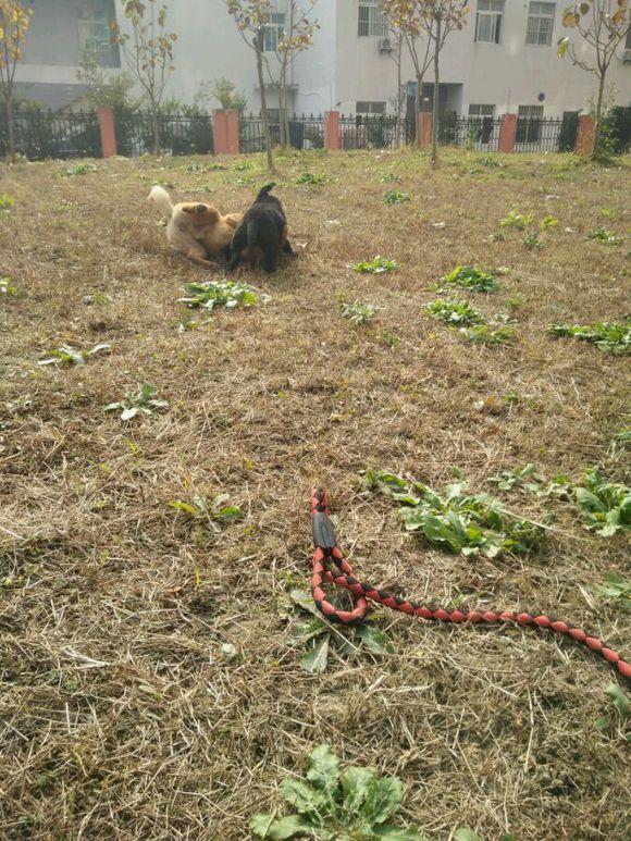 神犬小七里的狗是什么名字(神犬小七里面的狗是什么品种) - 警犬训练器材厂家 _警犬训练用品_工作犬训练用品-南京开久警犬装备-警犬训练器材厂家 _警犬训练用品_工作犬训练用品-南京开久警犬装备