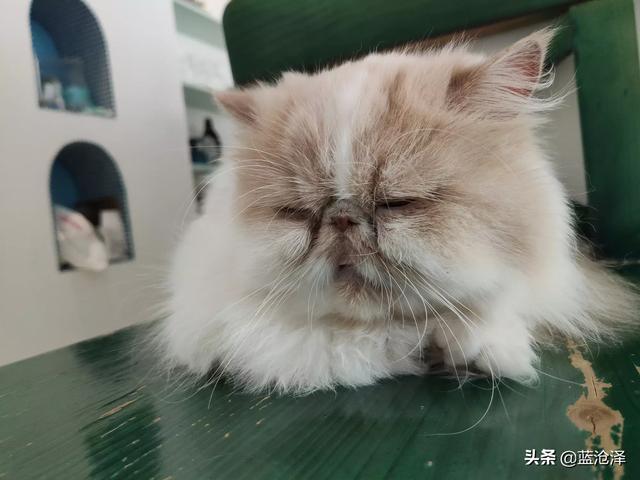 狗喘气急促肚皮烫(泰迪狗突然喘气急促) - 警犬训练器材厂家 _警犬训练用品_工作犬训练用品-南京开久警犬装备-警犬训练器材厂家 _警犬训练用品_工作犬训练用品-南京开久警犬装备