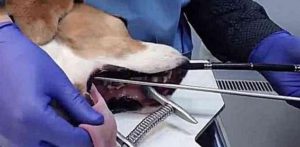 狗狗骨头卡在胃里(狗狗骨头卡在胃里怎么办)-警犬训练器材厂家 _警犬训练用品_工作犬训练用品-南京开久警犬装备