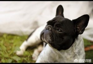 斗牛犬身上有皮屑应如何清理掉-警犬训练器材厂家 _警犬训练用品_工作犬训练用品-南京开久警犬装备