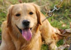 狗狗便血是怎么回事(狗狗便血是怎么回事)-警犬训练器材厂家 _警犬训练用品_工作犬训练用品-南京开久警犬装备