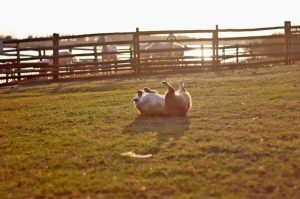 狗狗心事 *** (狗狗心事结局)-警犬训练器材厂家 _警犬训练用品_工作犬训练用品-南京开久警犬装备