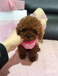 泰迪犬茶杯好养吗？灰色茶杯泰迪犬多少钱一只-警犬训练器材厂家 _警犬训练用品_工作犬训练用品-南京开久警犬装备