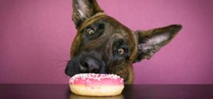 巧克力能喂给狗狗吃吗(狗狗吃了巧克力会有什么反应)-警犬训练器材厂家 _警犬训练用品_工作犬训练用品-南京开久警犬装备