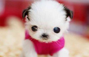 一只茶杯犬多少元，买小狗10元一只茶杯犬-警犬训练器材厂家 _警犬训练用品_工作犬训练用品-南京开久警犬装备