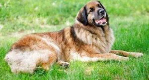 兰伯格獒犬，兰伯格狗-警犬训练器材厂家 _警犬训练用品_工作犬训练用品-南京开久警犬装备