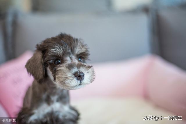 犬窝咳_犬窝咳和普通咳嗽的区别 - 警犬训练器材厂家 _警犬训练用品_工作犬训练用品-南京开久警犬装备-警犬训练器材厂家 _警犬训练用品_工作犬训练用品-南京开久警犬装备