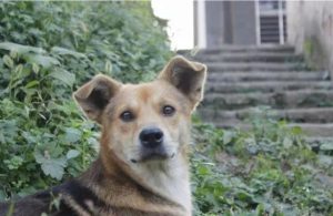 犬瘟热韩大夫萌宠-警犬训练器材厂家 _警犬训练用品_工作犬训练用品-南京开久警犬装备