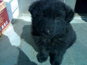 黑熊犬性格特点有哪些?-警犬训练器材厂家 _警犬训练用品_工作犬训练用品-南京开久警犬装备