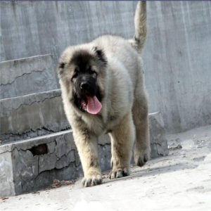 哪里有高加索幼犬出售(哪里有卖高加索幼犬)-警犬训练器材厂家 _警犬训练用品_工作犬训练用品-南京开久警犬装备