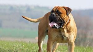 家庭护卫犬有哪些(大型家庭护卫犬)-警犬训练器材厂家 _警犬训练用品_工作犬训练用品-南京开久警犬装备