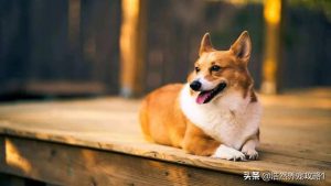 狗狗突然舔地面是什么原因？狗狗突然老舔地面-警犬训练器材厂家 _警犬训练用品_工作犬训练用品-南京开久警犬装备