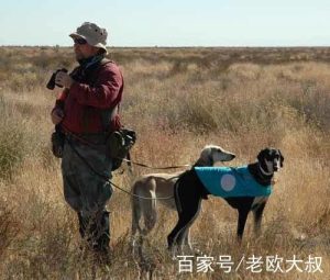 萨路基猎犬(萨路基猎犬智商排名)-警犬训练器材厂家 _警犬训练用品_工作犬训练用品-南京开久警犬装备