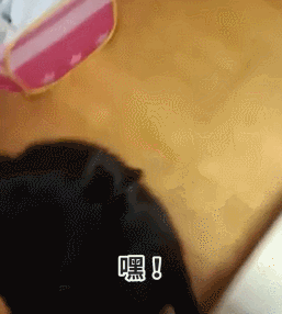 狗狗生完一只不生了怎么办(狗狗生完第一只不生了)-警犬训练器材厂家 _警犬训练用品_工作犬训练用品-南京开久警犬装备