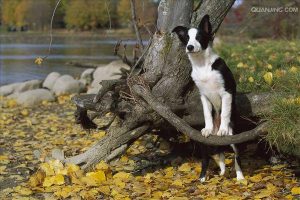 牧羊犬中国品种(长毛牧羊犬是什么品种)-警犬训练器材厂家 _警犬训练用品_工作犬训练用品-南京开久警犬装备