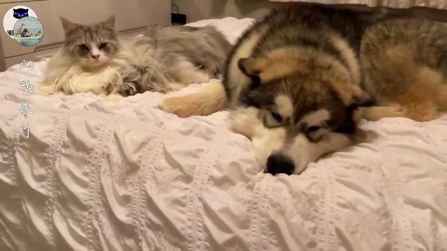 阿拉斯加犬拉雪橇(阿拉斯加雪橇犬) - 警犬训练器材厂家 _警犬训练用品_工作犬训练用品-南京开久警犬装备-警犬训练器材厂家 _警犬训练用品_工作犬训练用品-南京开久警犬装备