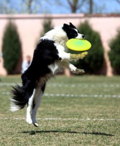 凌云飞盘狗-警犬训练器材厂家 _警犬训练用品_工作犬训练用品-南京开久警犬装备