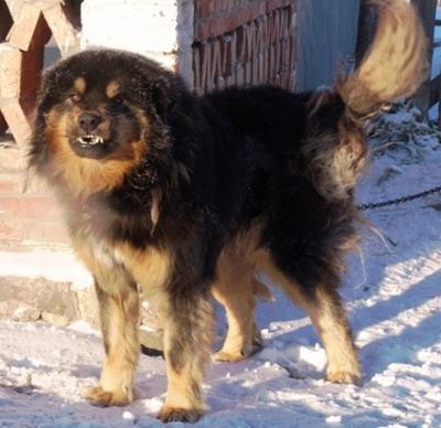 蒙古牧羊犬(蒙古牧羊犬 *** ) - 警犬训练器材厂家 _警犬训练用品_工作犬训练用品-南京开久警犬装备-警犬训练器材厂家 _警犬训练用品_工作犬训练用品-南京开久警犬装备