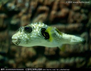 珍珠狗头(珍珠狗头吃珊瑚吗)-警犬训练器材厂家 _警犬训练用品_工作犬训练用品-南京开久警犬装备