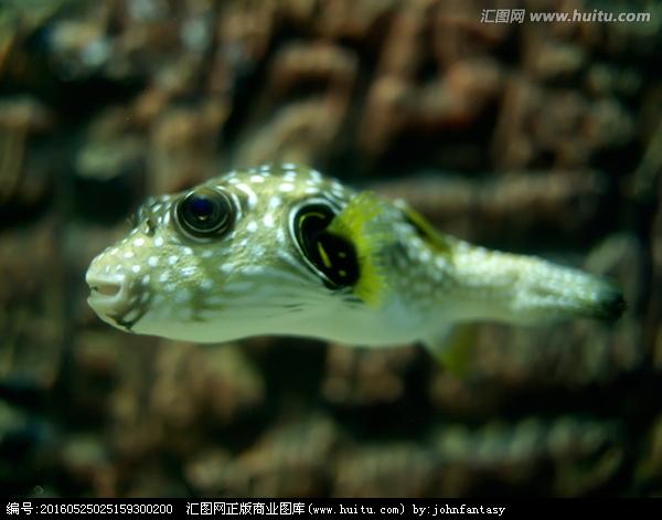 珍珠狗头(珍珠狗头吃珊瑚吗) - 警犬训练器材厂家 _警犬训练用品_工作犬训练用品-南京开久警犬装备-警犬训练器材厂家 _警犬训练用品_工作犬训练用品-南京开久警犬装备