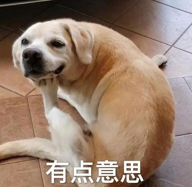 狗为什么会摇尾巴萌宠？狗为什么喜欢摇尾巴呢? - 警犬训练器材厂家 _警犬训练用品_工作犬训练用品-南京开久警犬装备-警犬训练器材厂家 _警犬训练用品_工作犬训练用品-南京开久警犬装备