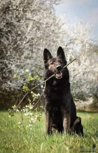 东德牧羊犬为啥这么聪明(东德牧羊犬聪明还是德牧聪明)-警犬训练器材厂家 _警犬训练用品_工作犬训练用品-南京开久警犬装备