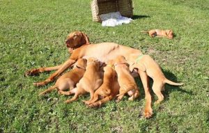 狗怀孕多少天可以看的出来-警犬训练器材厂家 _警犬训练用品_工作犬训练用品-南京开久警犬装备