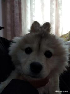 串串狗比纯种狗更健康(串串狗寿命长于纯种狗)-警犬训练器材厂家 _警犬训练用品_工作犬训练用品-南京开久警犬装备