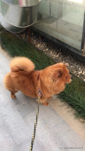 松狮犬好养吗松狮犬好不好养？-警犬训练器材厂家 _警犬训练用品_工作犬训练用品-南京开久警犬装备