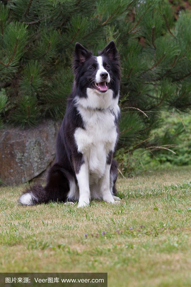柯利牧羊犬和边境牧羊犬的区别，博德牧羊犬和边境牧羊犬有什么区别 - 警犬训练器材厂家 _警犬训练用品_工作犬训练用品-南京开久警犬装备-警犬训练器材厂家 _警犬训练用品_工作犬训练用品-南京开久警犬装备