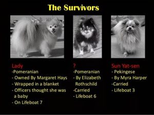 小俊介是什么狗狗品种?？博美俊介是什么品种-警犬训练器材厂家 _警犬训练用品_工作犬训练用品-南京开久警犬装备