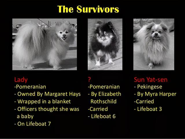 小俊介是什么狗狗品种?？博美俊介是什么品种 - 警犬训练器材厂家 _警犬训练用品_工作犬训练用品-南京开久警犬装备-警犬训练器材厂家 _警犬训练用品_工作犬训练用品-南京开久警犬装备