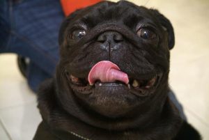 巴哥犬属于小型犬吗(小型巴哥犬多少钱一只)-警犬训练器材厂家 _警犬训练用品_工作犬训练用品-南京开久警犬装备