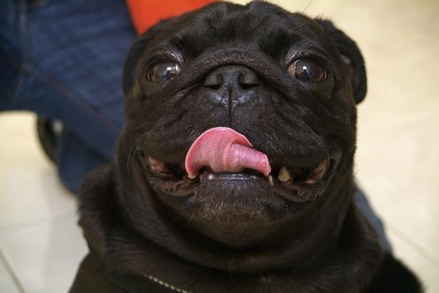 巴哥犬属于小型犬吗(小型巴哥犬多少钱一只) - 警犬训练器材厂家 _警犬训练用品_工作犬训练用品-南京开久警犬装备-警犬训练器材厂家 _警犬训练用品_工作犬训练用品-南京开久警犬装备