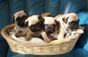 中国本土常见的狗品种-警犬训练器材厂家 _警犬训练用品_工作犬训练用品-南京开久警犬装备