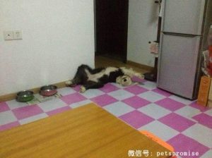 古代牧羊犬价格(英国古代牧羊犬的价格)-警犬训练器材厂家 _警犬训练用品_工作犬训练用品-南京开久警犬装备