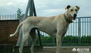 世界最稀有的狗  世界稀有血型-警犬训练器材厂家 _警犬训练用品_工作犬训练用品-南京开久警犬装备
