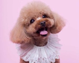 贵宾犬有几种品种？贵宾犬有几个品种 ***-警犬训练器材厂家 _警犬训练用品_工作犬训练用品-南京开久警犬装备