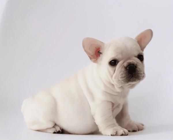 小型犬品种大全萌宠(小型犬品种大全 *** ) - 警犬训练器材厂家 _警犬训练用品_工作犬训练用品-南京开久警犬装备-警犬训练器材厂家 _警犬训练用品_工作犬训练用品-南京开久警犬装备