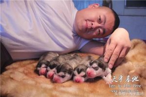 天宇雪橇犬基地(天宇雪橇犬基地怎么样)-警犬训练器材厂家 _警犬训练用品_工作犬训练用品-南京开久警犬装备