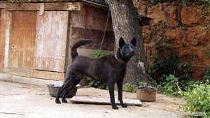 云南土狗品种(中国土狗品种大全)-警犬训练器材厂家 _警犬训练用品_工作犬训练用品-南京开久警犬装备