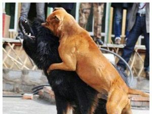 比特犬和藏獒谁厉害(比特犬和纯种藏獒哪个厉害)-警犬训练器材厂家 _警犬训练用品_工作犬训练用品-南京开久警犬装备